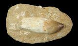 Mosasaur (Prognathodon) Rooted Tooth In Rock - Nice Tooth #66525-1